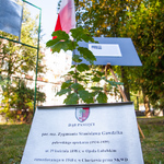 Dąb Katyński posadzony przed budynkiem naszej szkoły w 2015 r..jpg